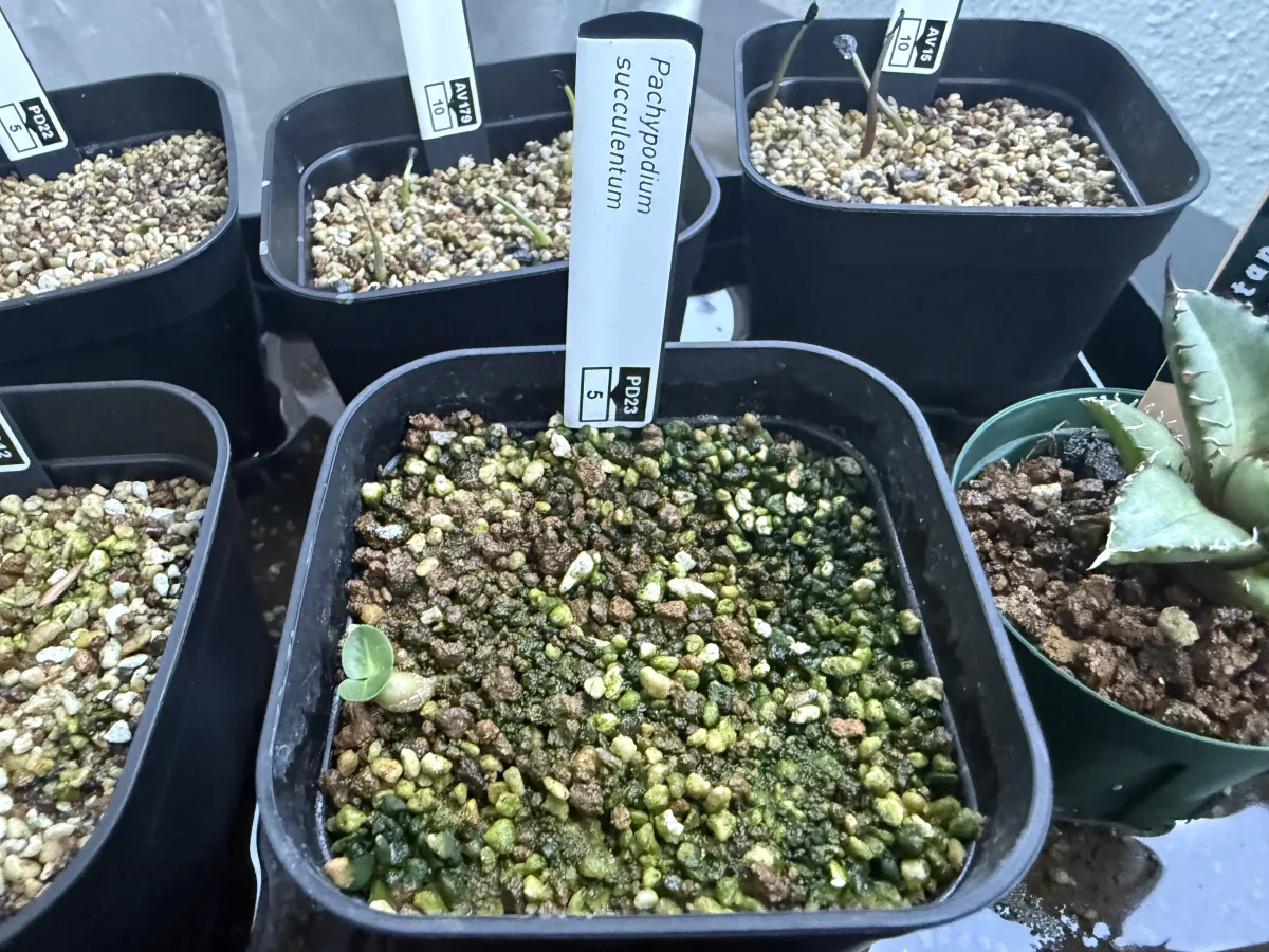 Pachypodium succulentum (パキポディウム サキュレンタム)