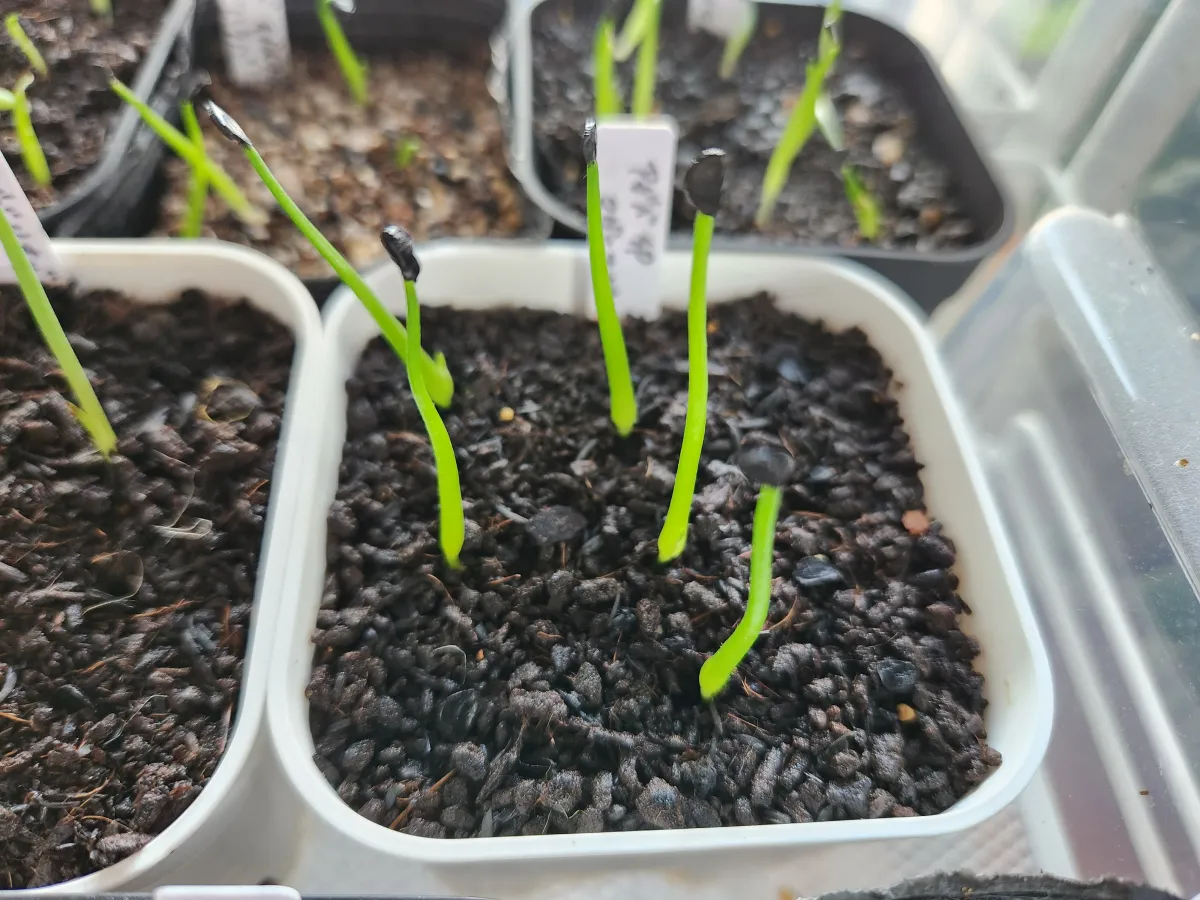 Agave sp. (アガベ マグニフィカ)