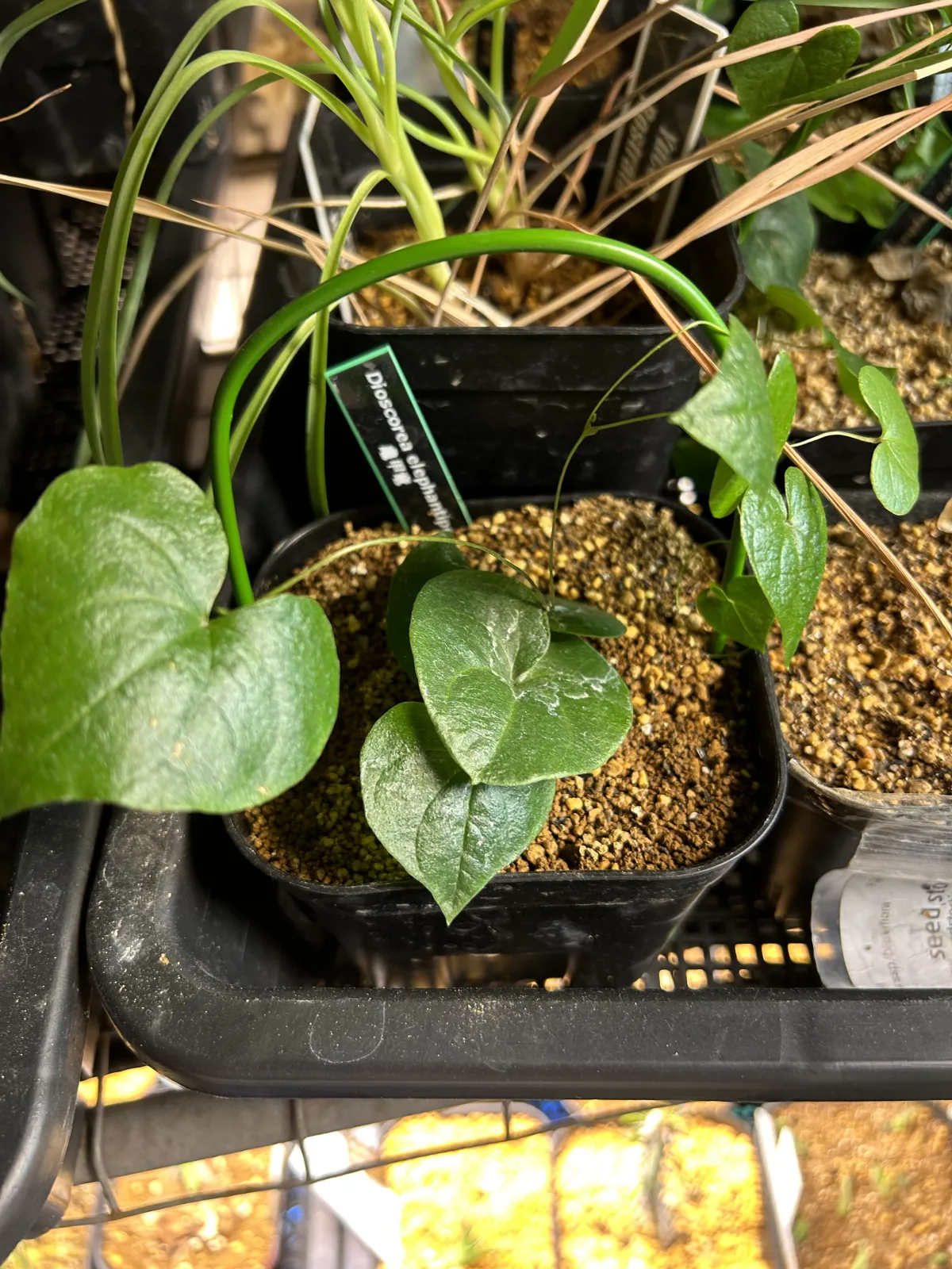 Dioscorea elephantipes (ディオスコレア エレファンティペス)
