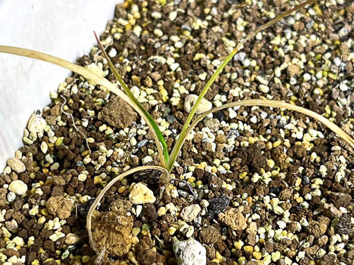 Cordyline australis (コルディリネ オーストラリス)
