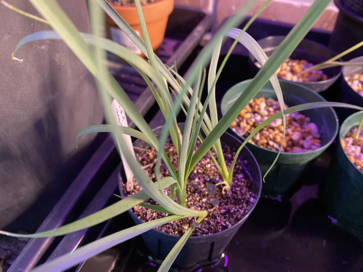 Yucca rigida (ユッカ リギダ)