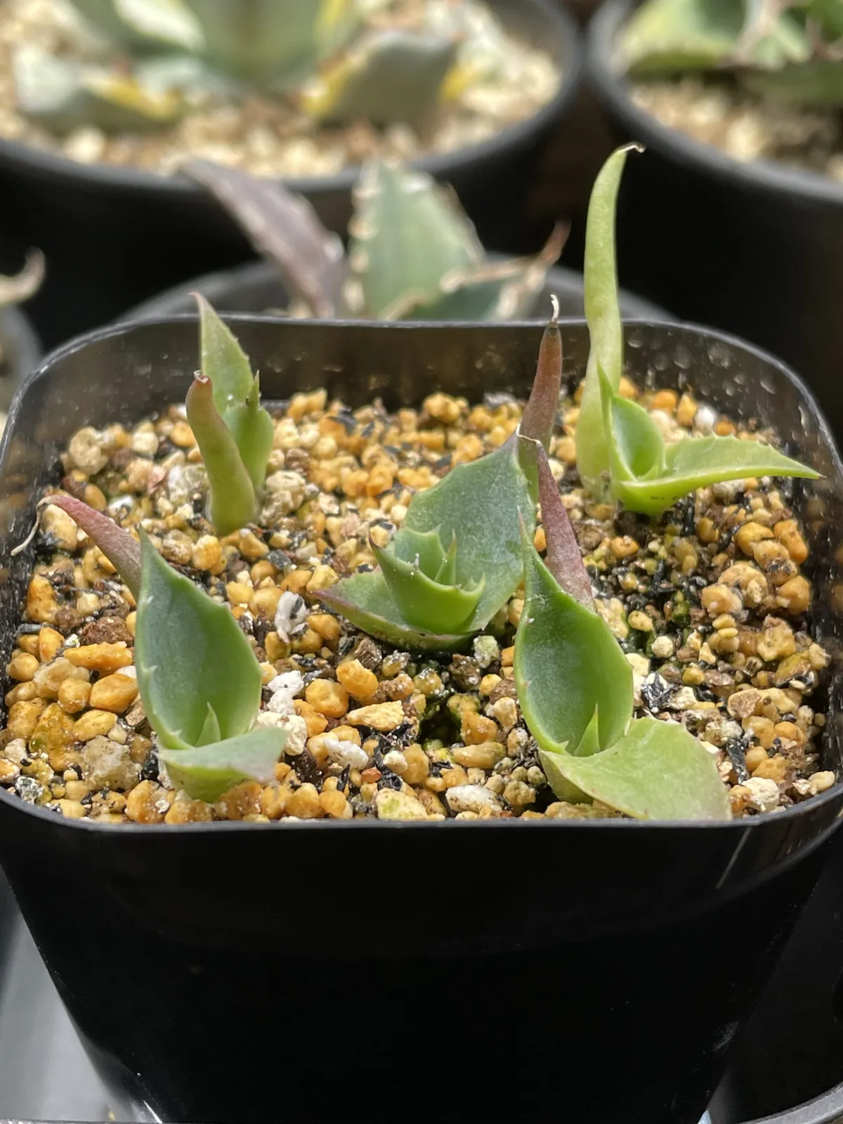 Agave colorata (アガベ コロラータ)