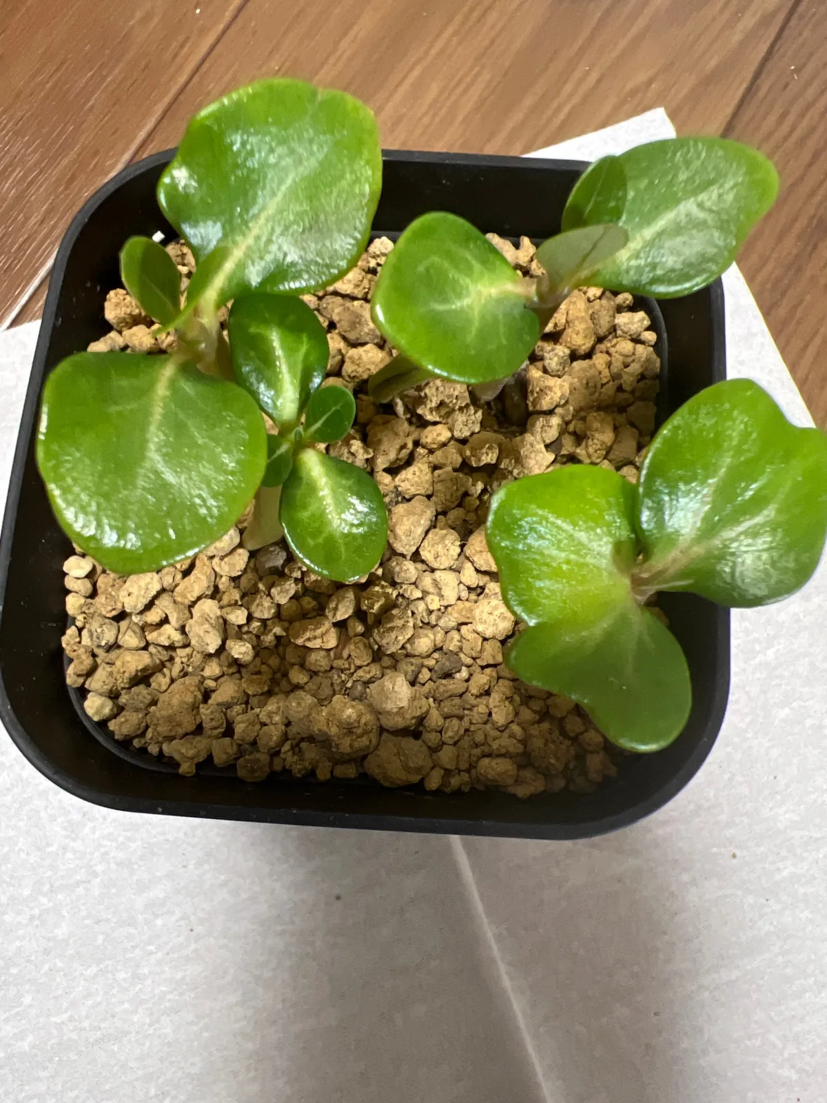KHZ Adenium thai socotranum KHZ (アデニウム タイ ソコトラナム)