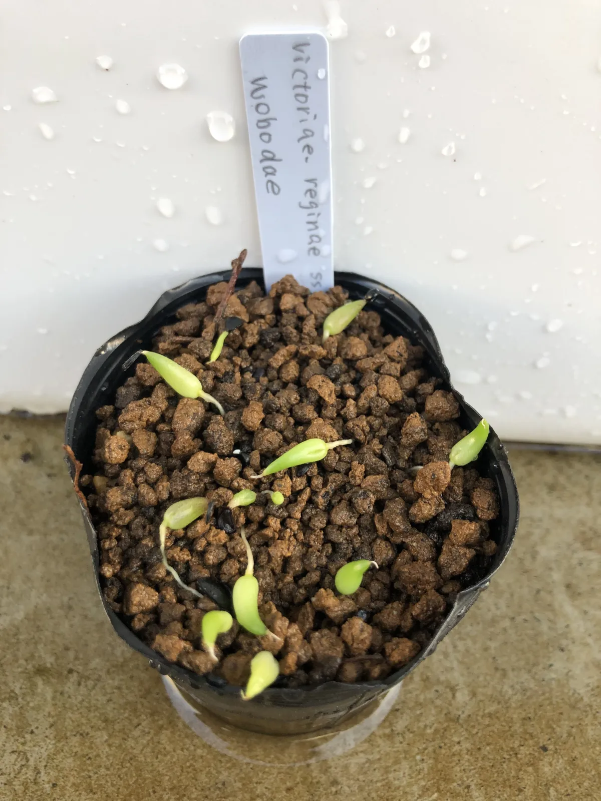 Agave victoriae-reginae ssp. swobodae (アガベ ビクトリアレジーナ スワボダエ)