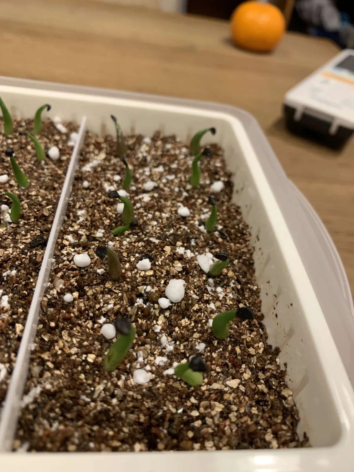 Agave oteroi Lot. (アガベ オテロイ)