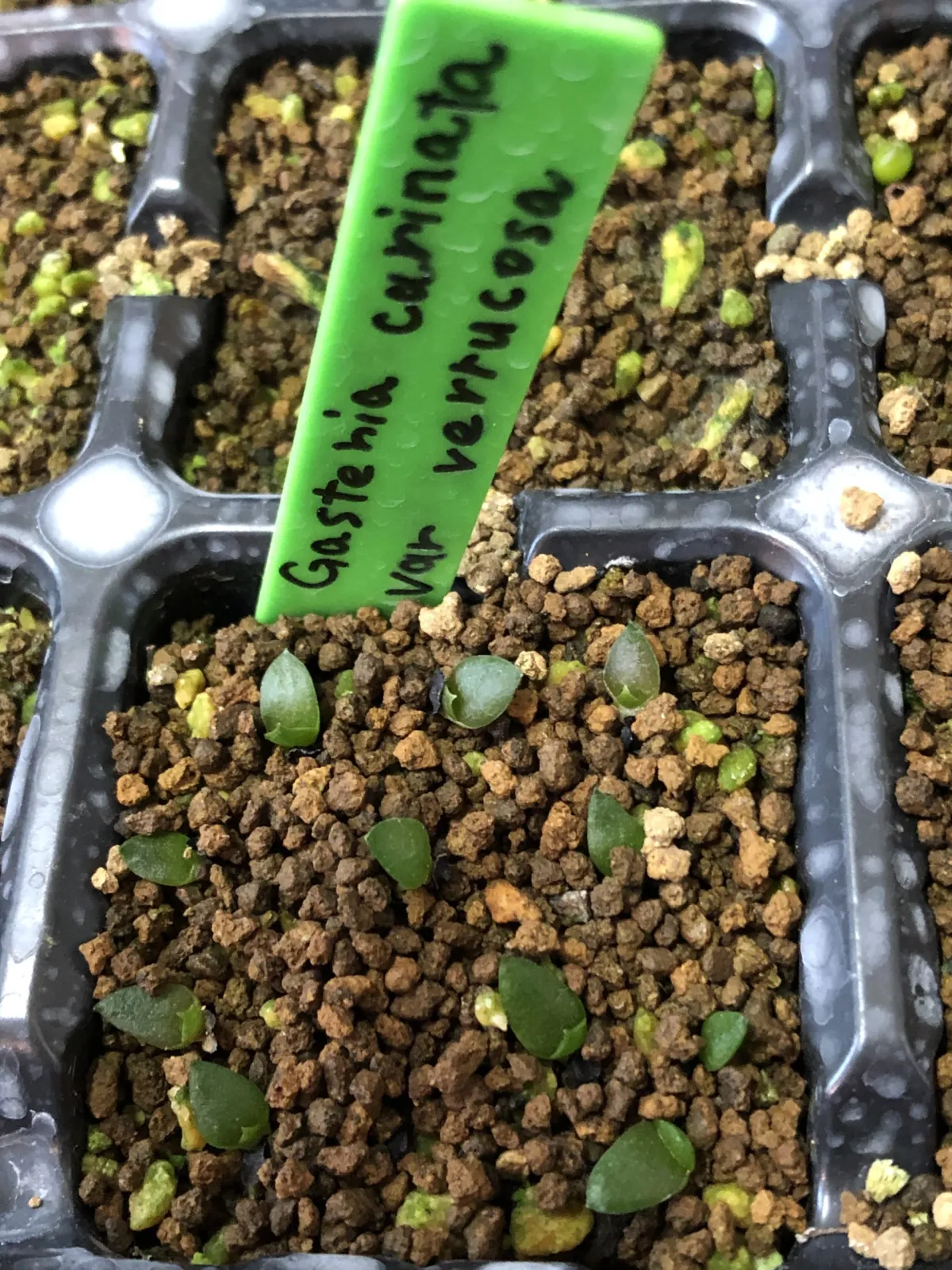 Gasteria carinata var. verrucosa (ガステリア ウェルコーサ)