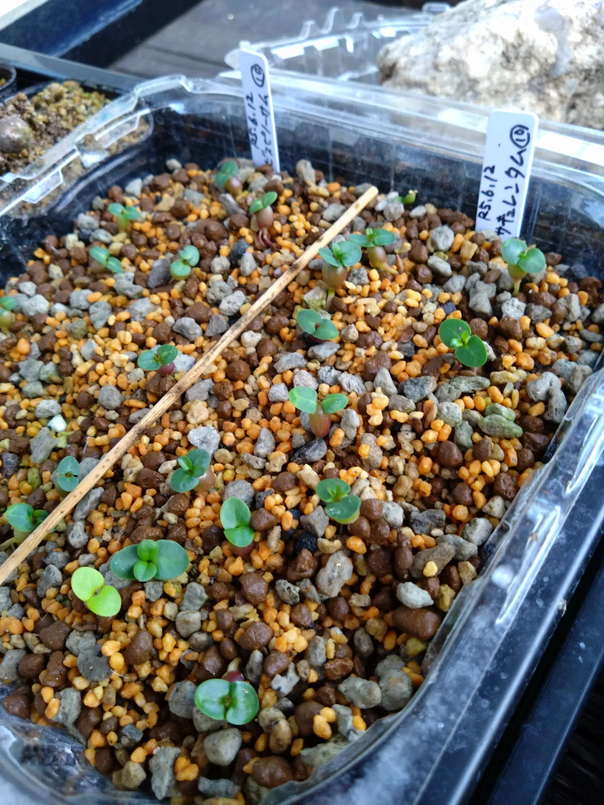 Pachypodium succulentum (パキポディウム サキュレンタム)