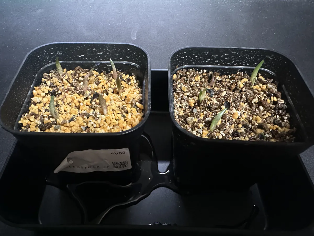 Agave titanota Blue Lot. (アガベ チタノタブルー)