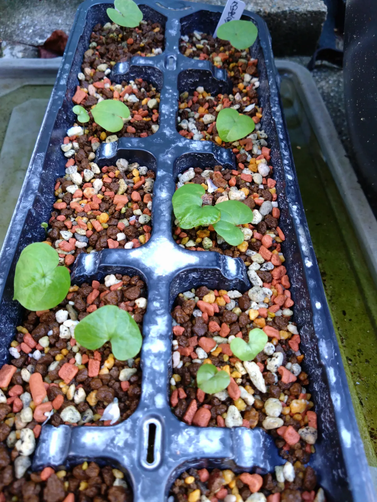 Dioscorea elephantipes Lot. (ディオスコレア エレファンティペス)