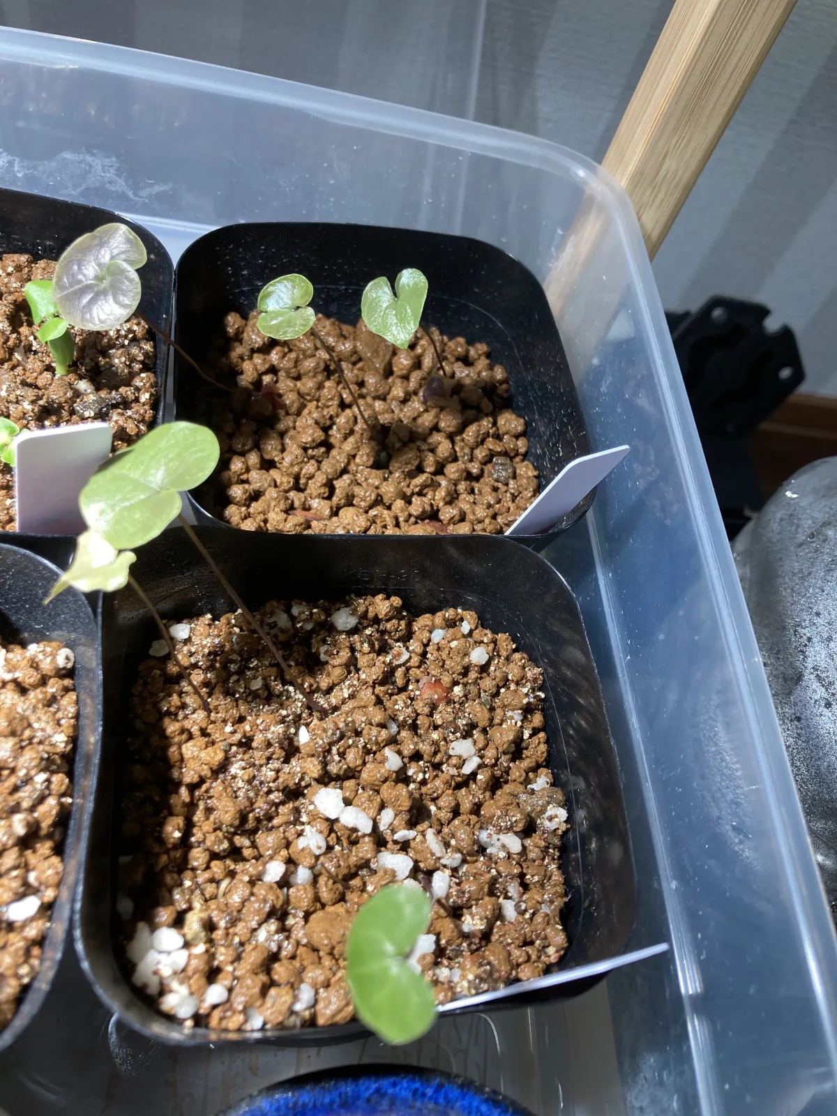 Dioscorea elephantipes (ディオスコレア エレファンティペス)