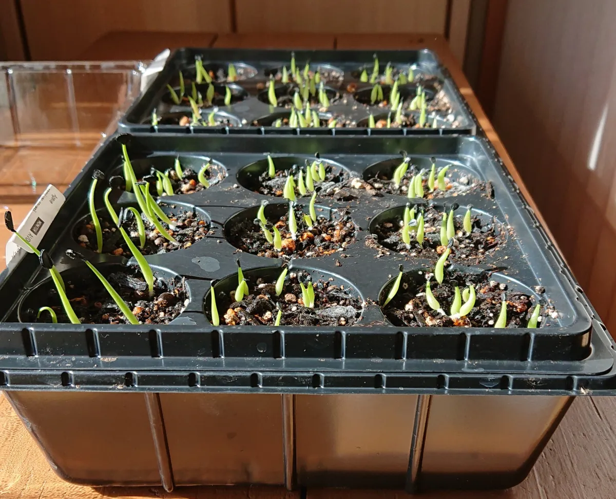 Agave titanota Blue Lot. (アガベ チタノタブルー)