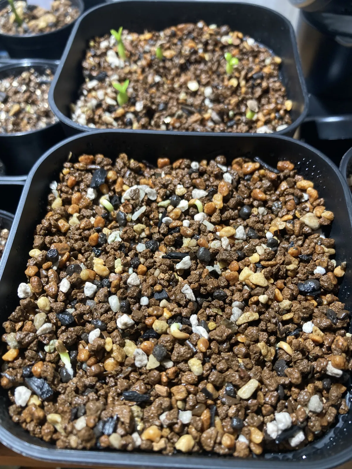 Pachypodium succulentum (パキポディウム サキュレンタム)