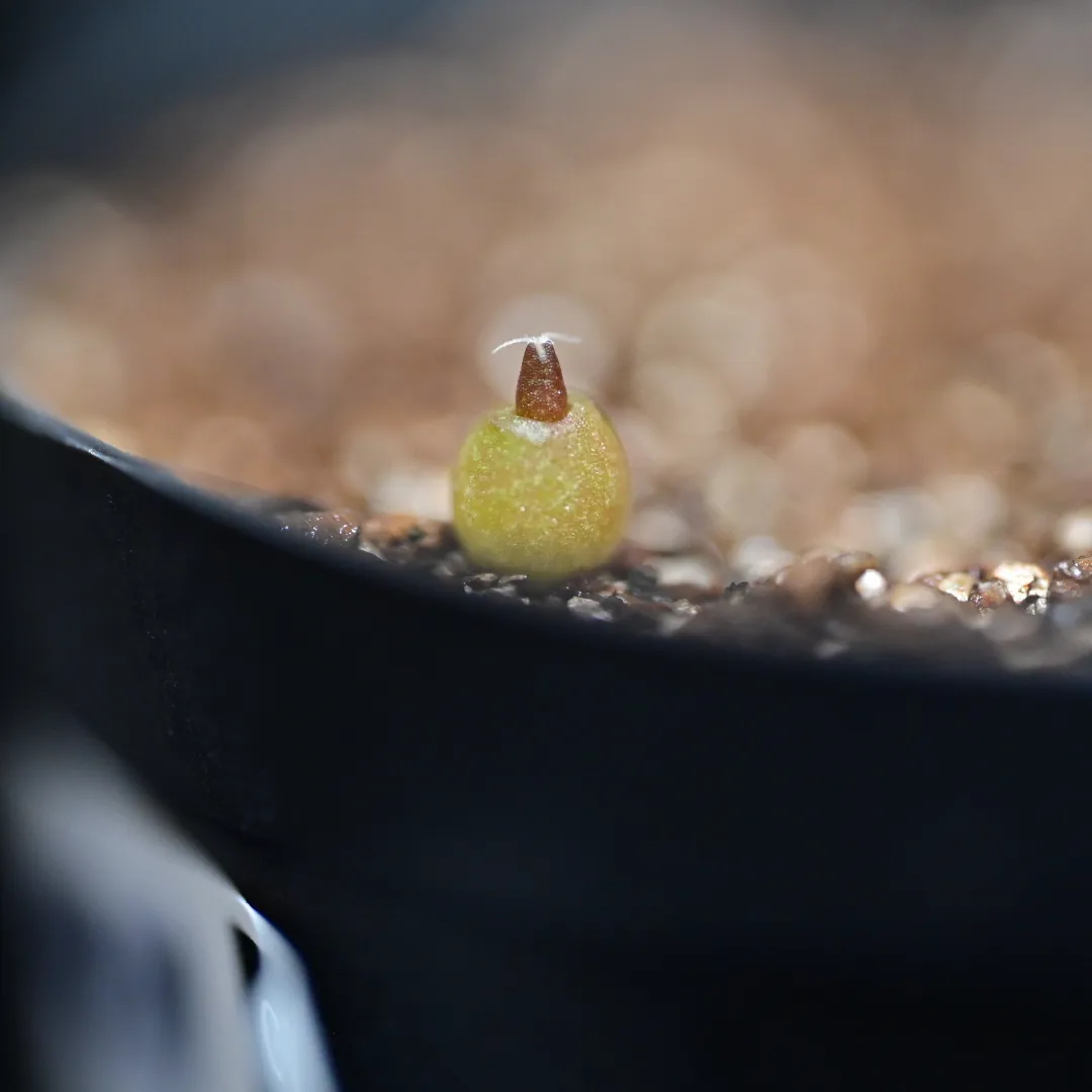 Ariocarpus retusus (アリオカルプス レツーサス 岩牡丹)