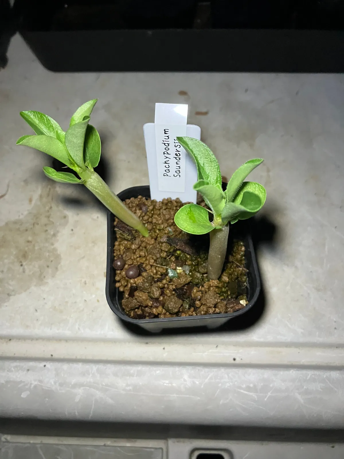 Pachypodium saundersii ([発芽チャレンジ 終了しました] パキポディウム サンデルシー 白馬城)