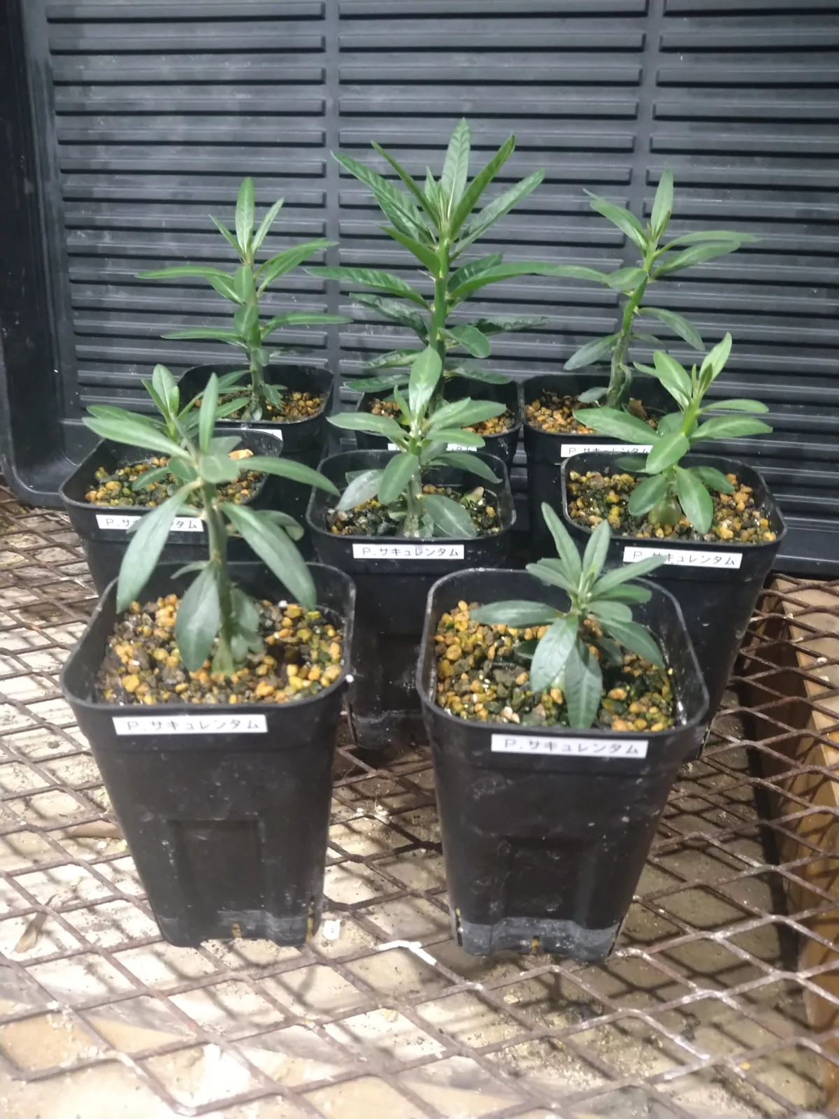 Pachypodium succulentum (パキポディウム サキュレンタム)