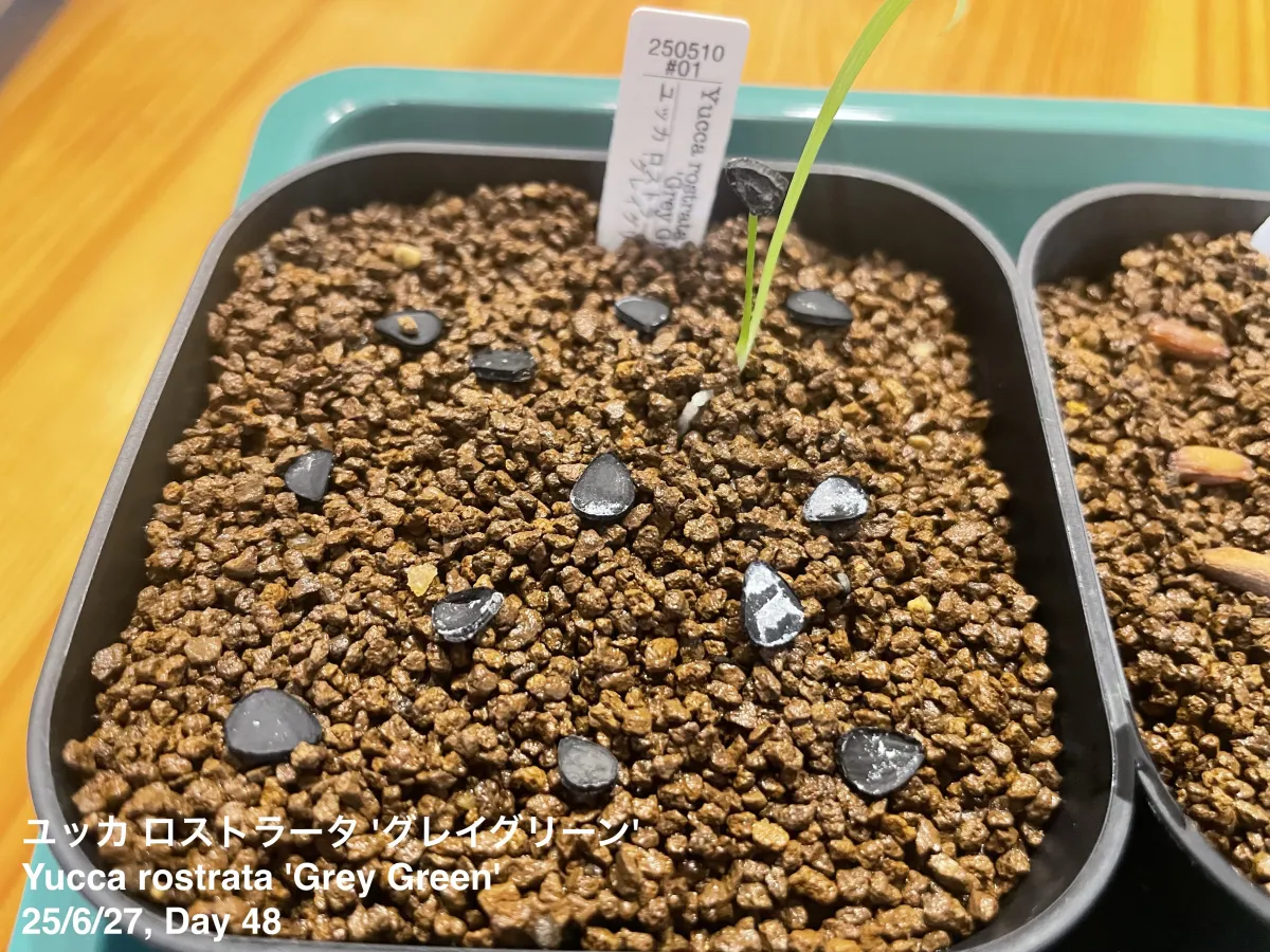 Yucca rostrata (ユッカ ロストラータ 'グレイグリーン')