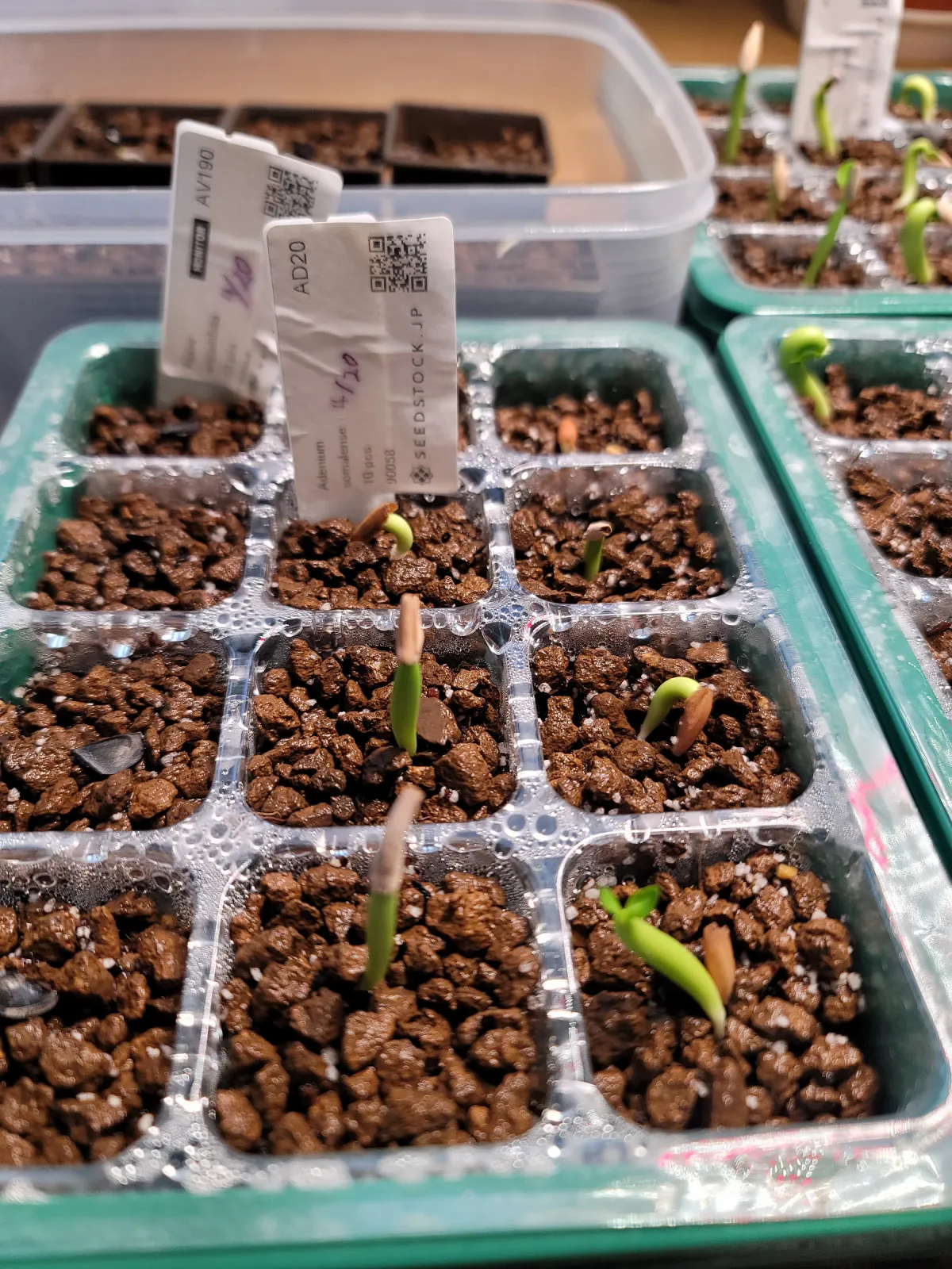 Adenium somalens (アデニウム ソマレンセ)