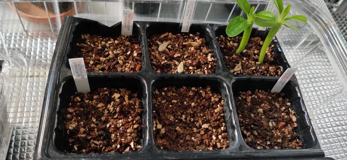 Pachypodium brevicaule ssp. brevicaule ([モニター種子] パキポディウム ブレビカウレ)