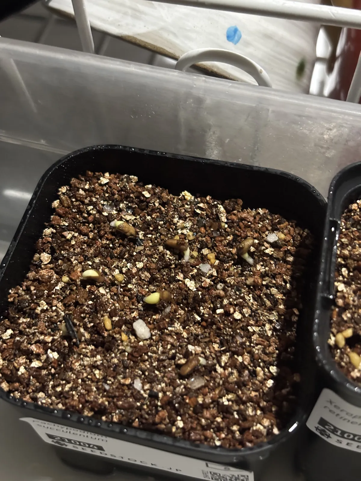 Pachypodium succulentum (パキポディウム サキュレンタム)
