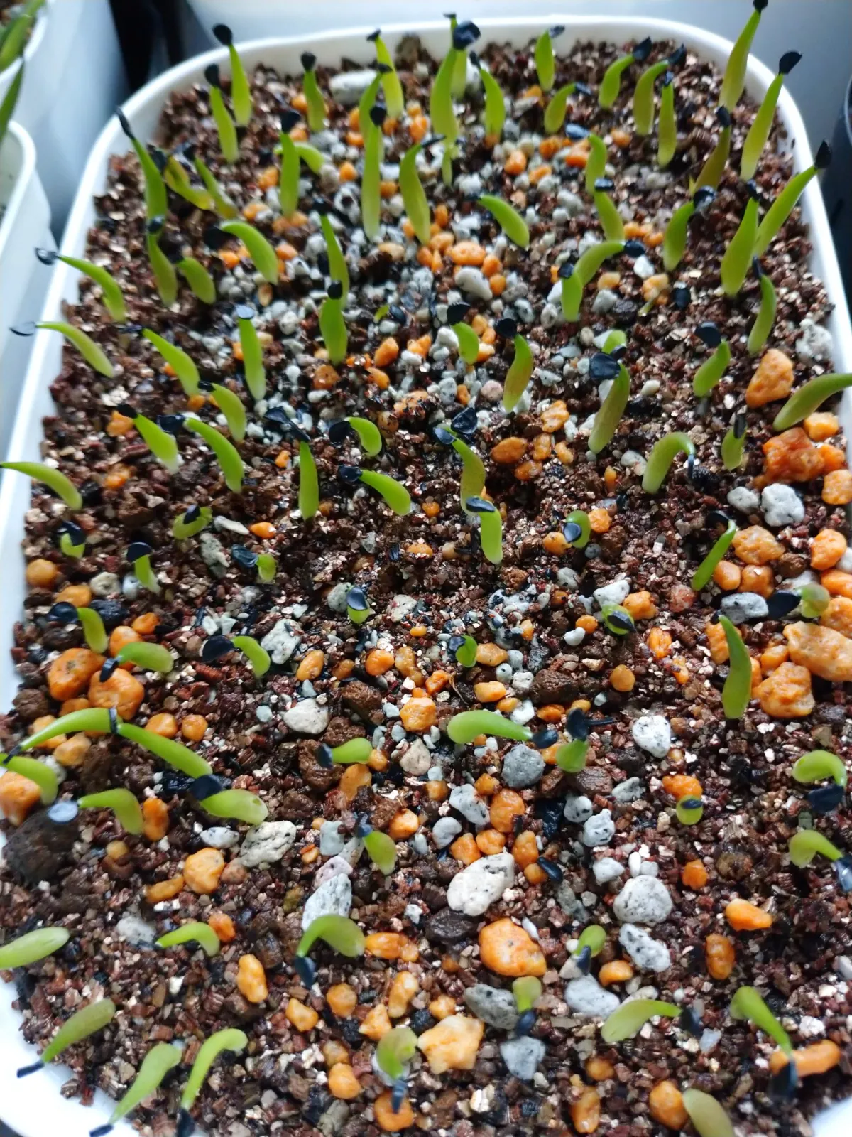Agave oteroi Lot. (アガベ オテロイ)