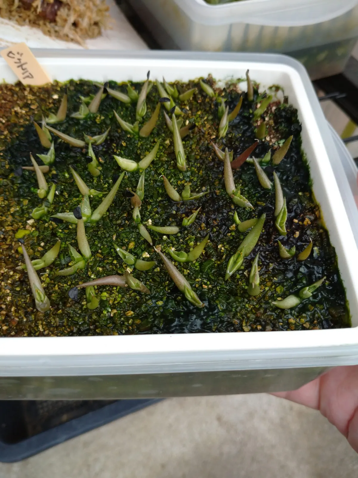 Agave victoriae-reginae var. compact (アガベ ビクトリアレジーナコンパクト)