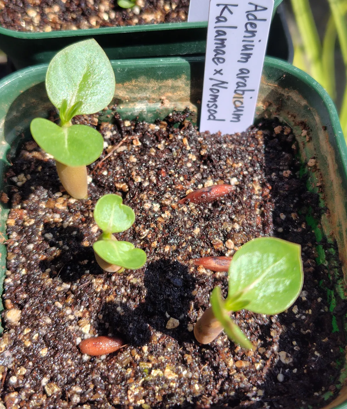 KM x NS Adenium arabicum KM x NS (アデニウム)