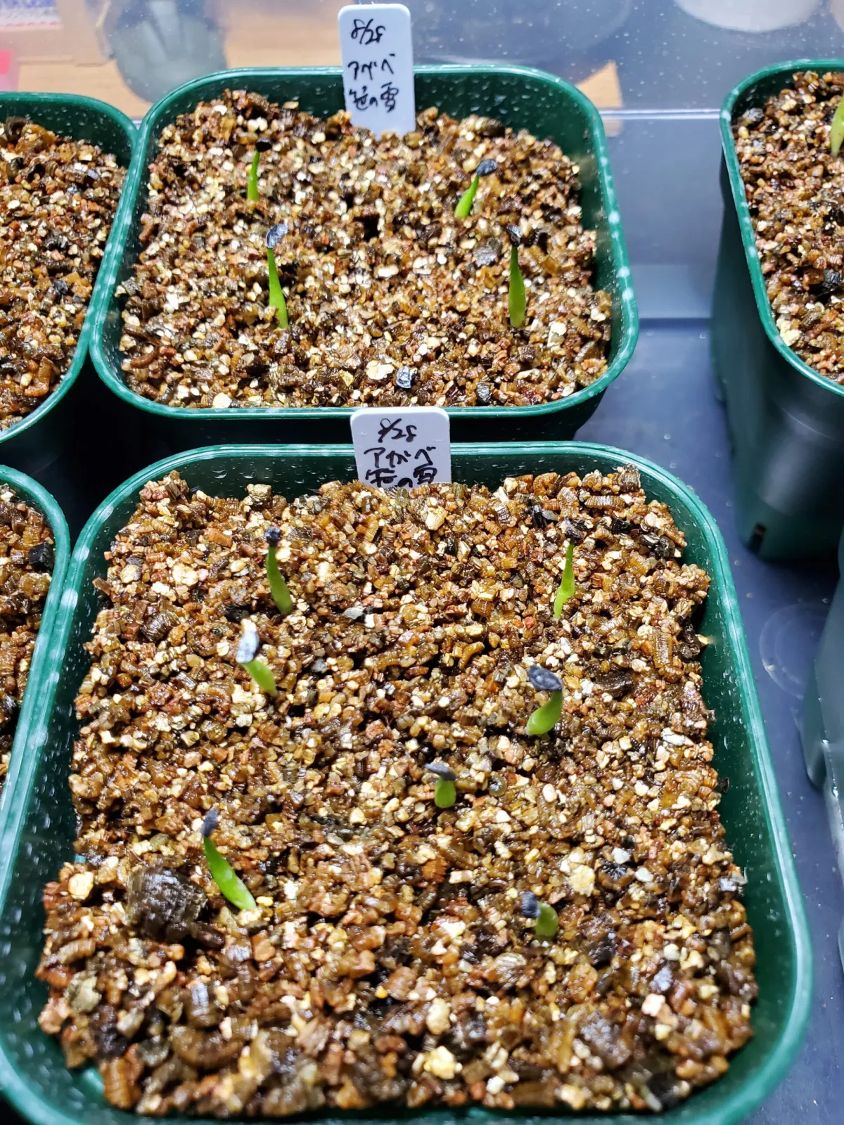 Agave victoriae-reginae var. compact (アガベ ビクトリアレジーナコンパクト)
