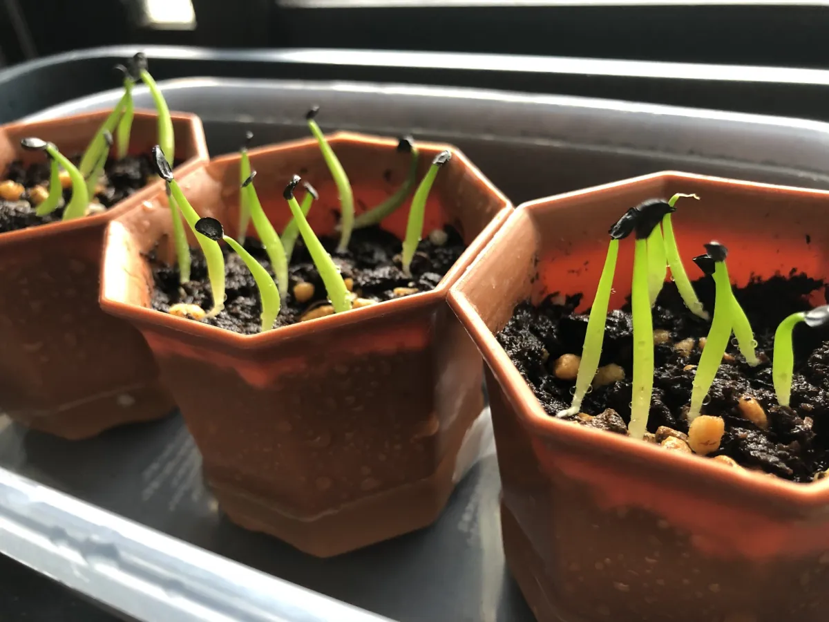 Agave titanota Blue Lot. (アガベ チタノタブルー)