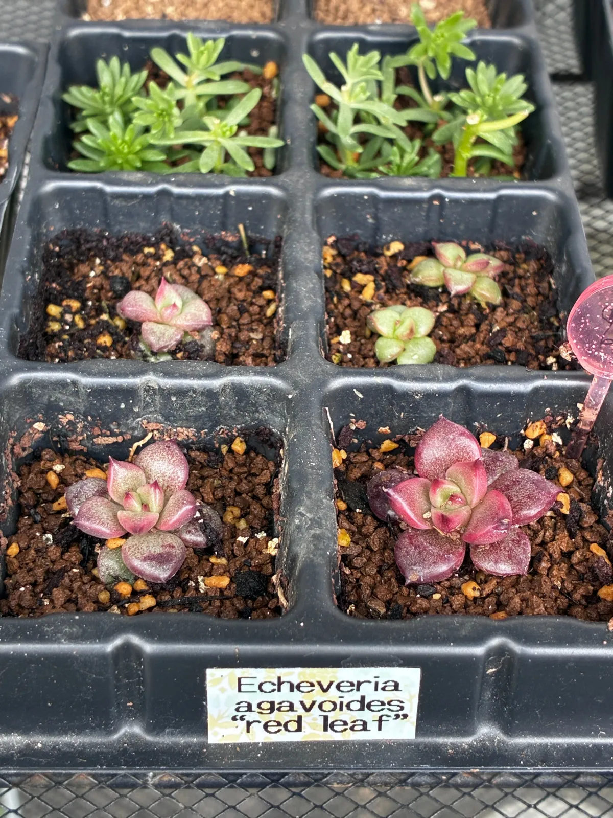 Echeveria agavoides  red leaf (エケベリア アガボイデスレッドリーフ)