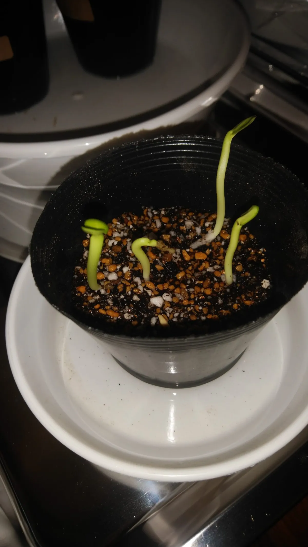 Pachypodium lamerei (パキポディウム ラメレイ)