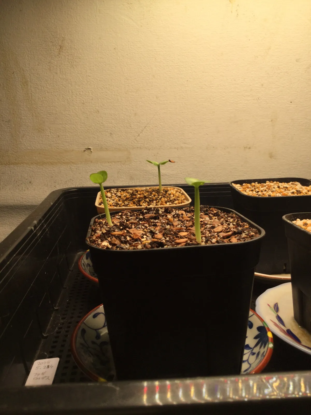 Pachypodium saundersii (パキポディウム サンデルシー)