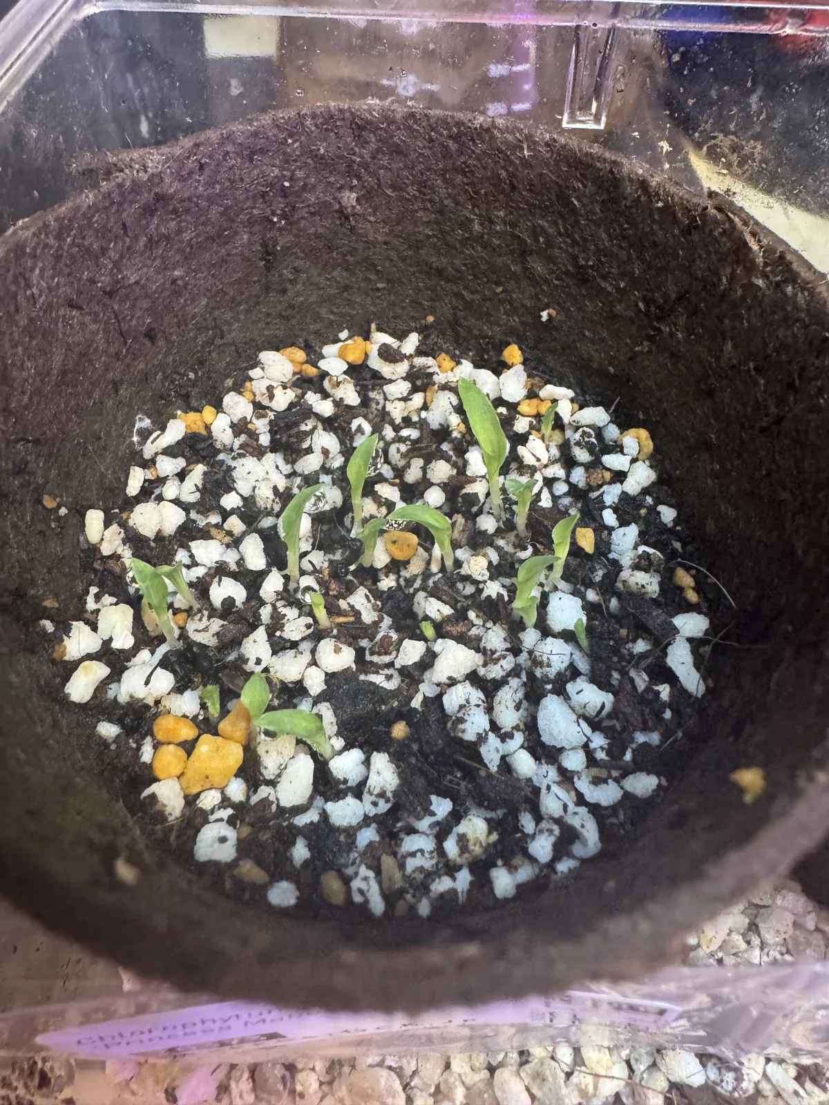 Chlorophytum orchidastrum (クロロフィツム プリンセス メイブル)
