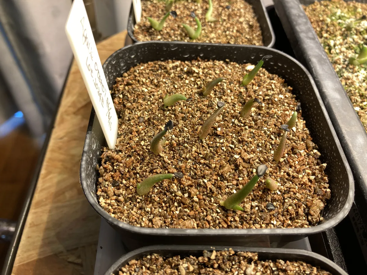 Agave oteroi Lot. (アガベ オテロイ)