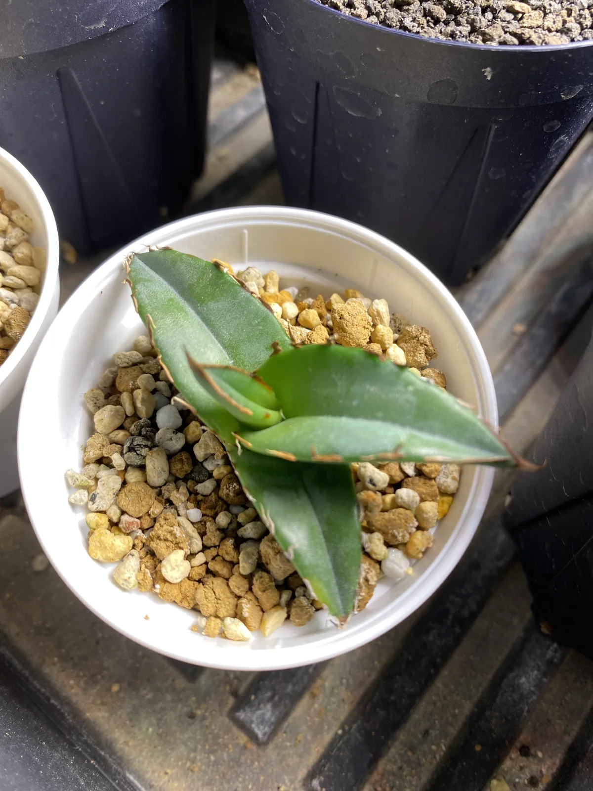 Agave oteroi Lot. (アガベ オテロイ)