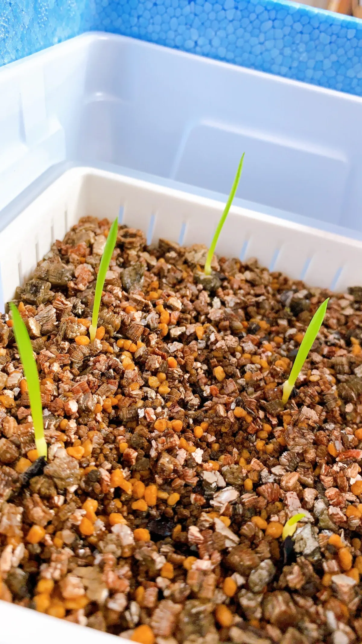 Aloe plicatilis (アロエ プリカティリス)