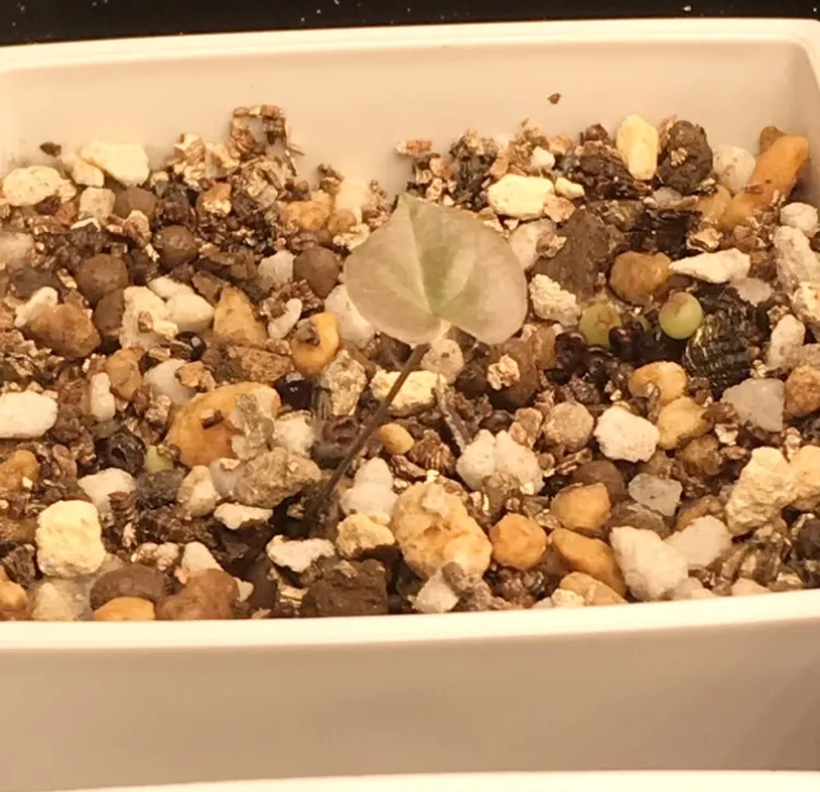 Dioscorea elephantipes Lot. (ディオスコレア エレファンティペス)