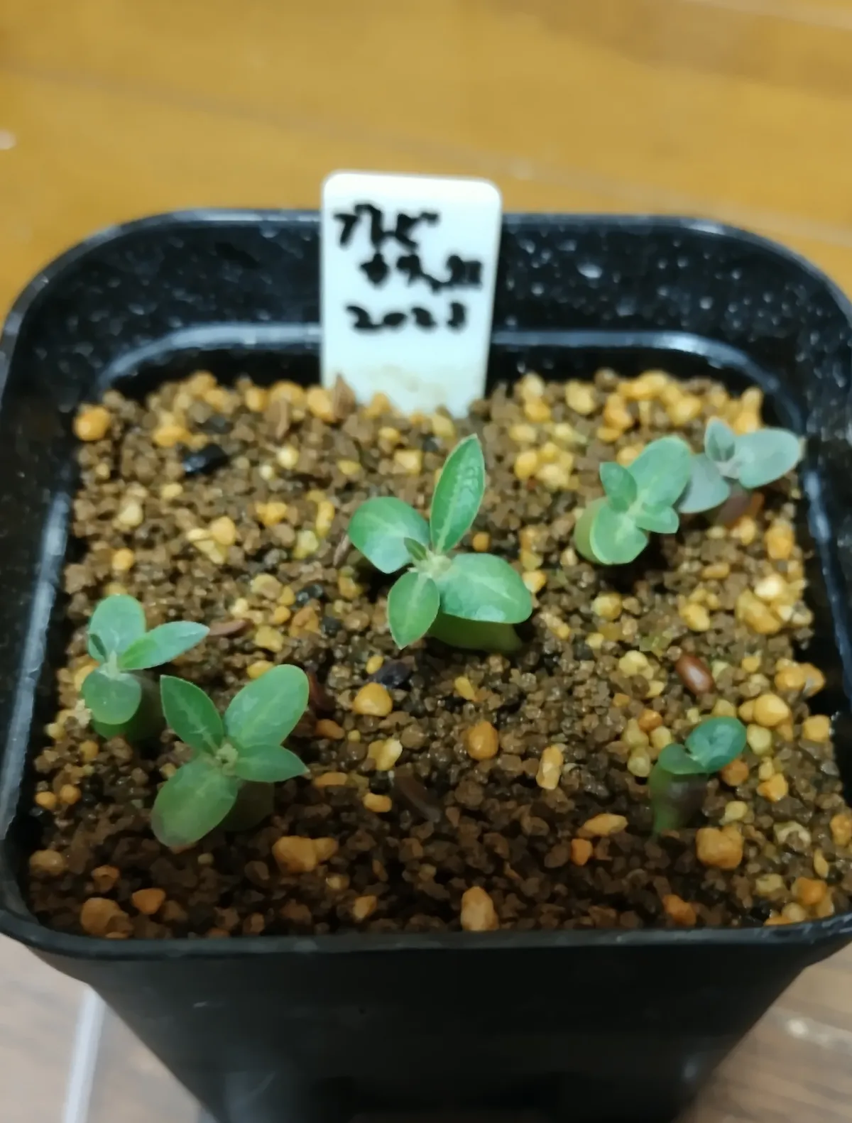 Pachypodium densiflorum var. brevicalyx (パキポディウム ブレビカリックス)