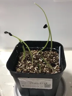 Agave vizcainoensis (アガベ ビスカイノエンシス)