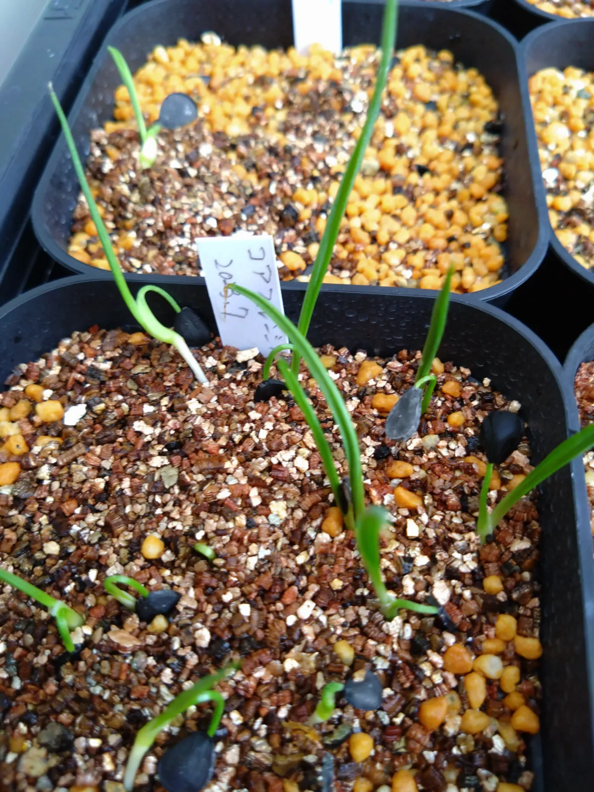 Yucca coahuilensis Blue (ユッカ コアフイレンシスブルー)