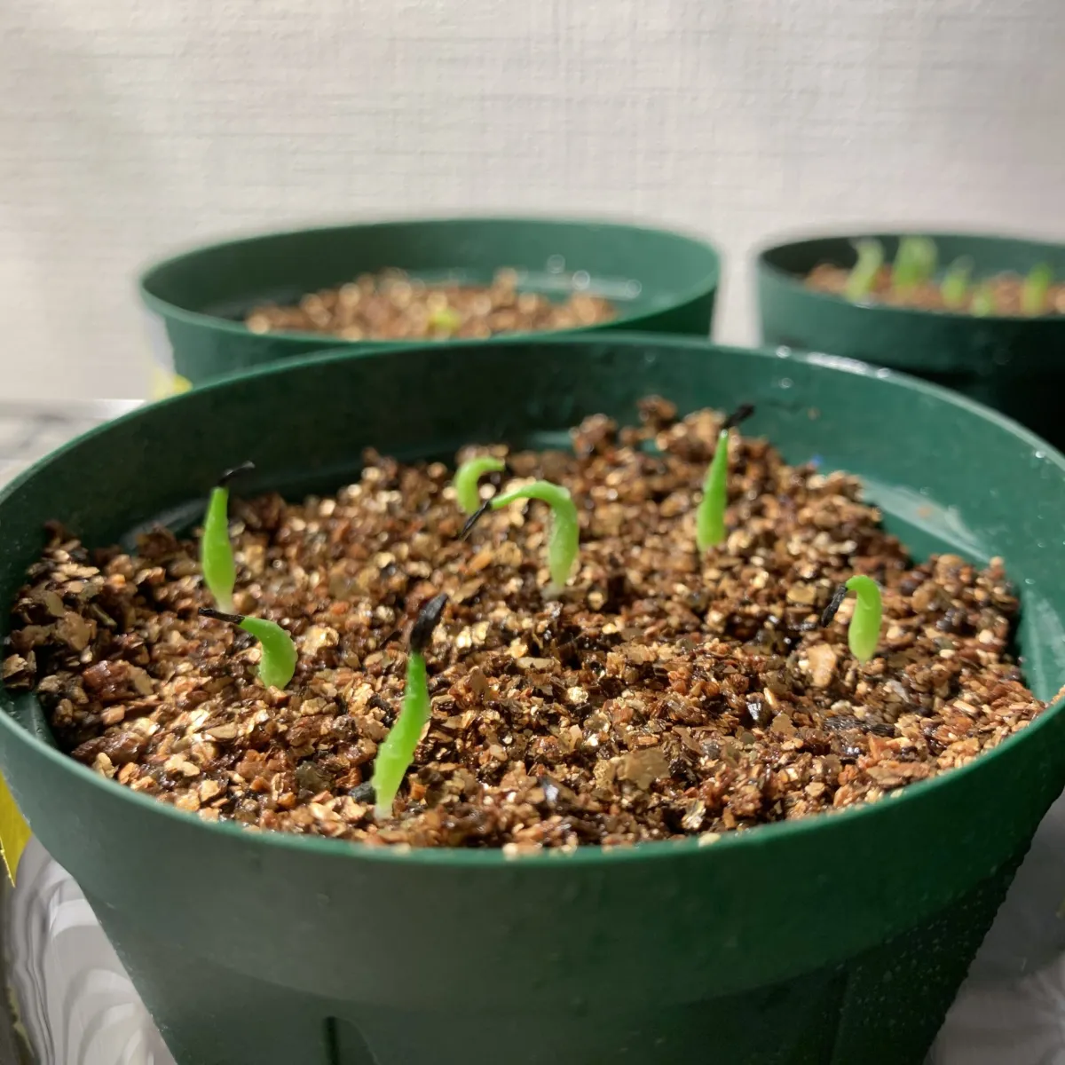 Agave titanota Blue Lot. (アガベ チタノタブルー)