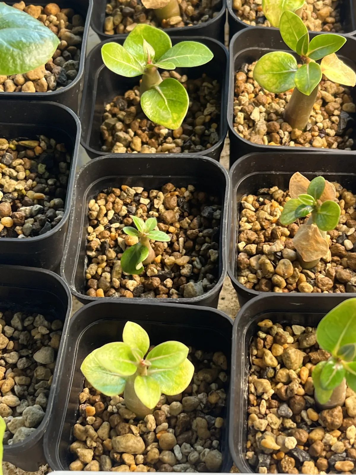 Adenium arabicum  Black (アデニウム アラビカムブラック)
