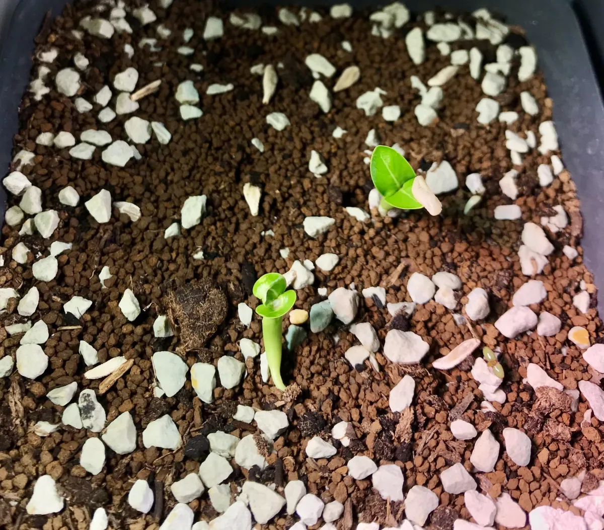 Pachypodium lamerei (パキポディウム ラメレイ)