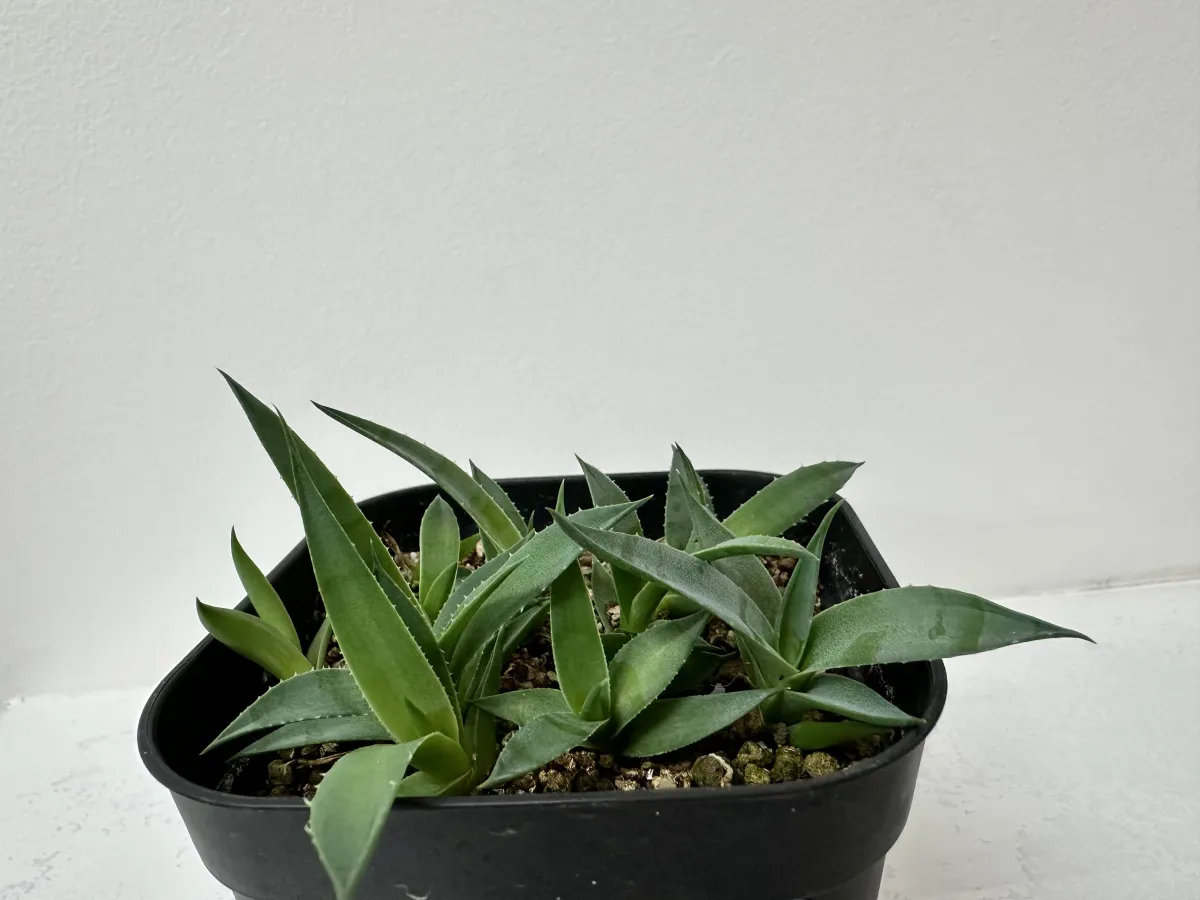 Agave utahensis ssp. utahensis Compacta (アガベ ユタエンシスコンパクタ)