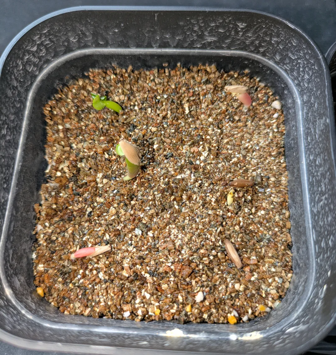Adenium obesum (アデニウム ドーセットホーン)