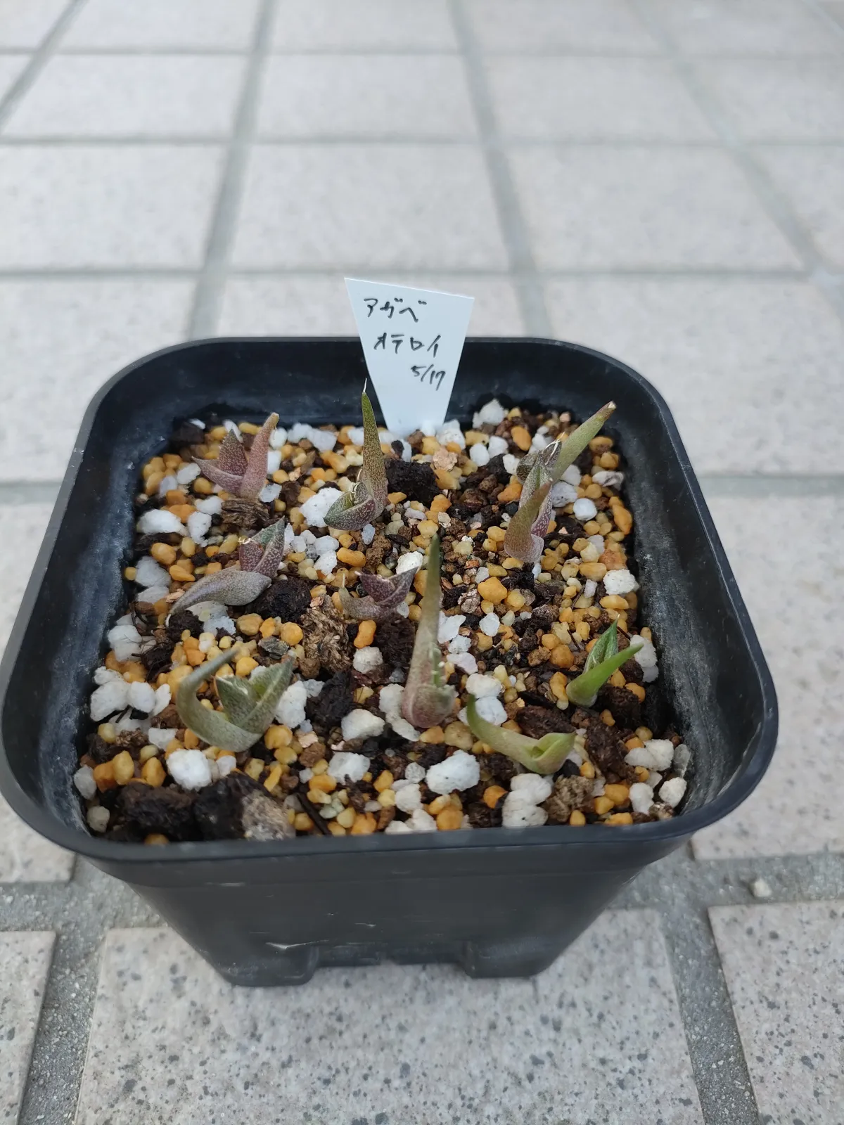 Agave oteroi Lot. (アガベ オテロイ)