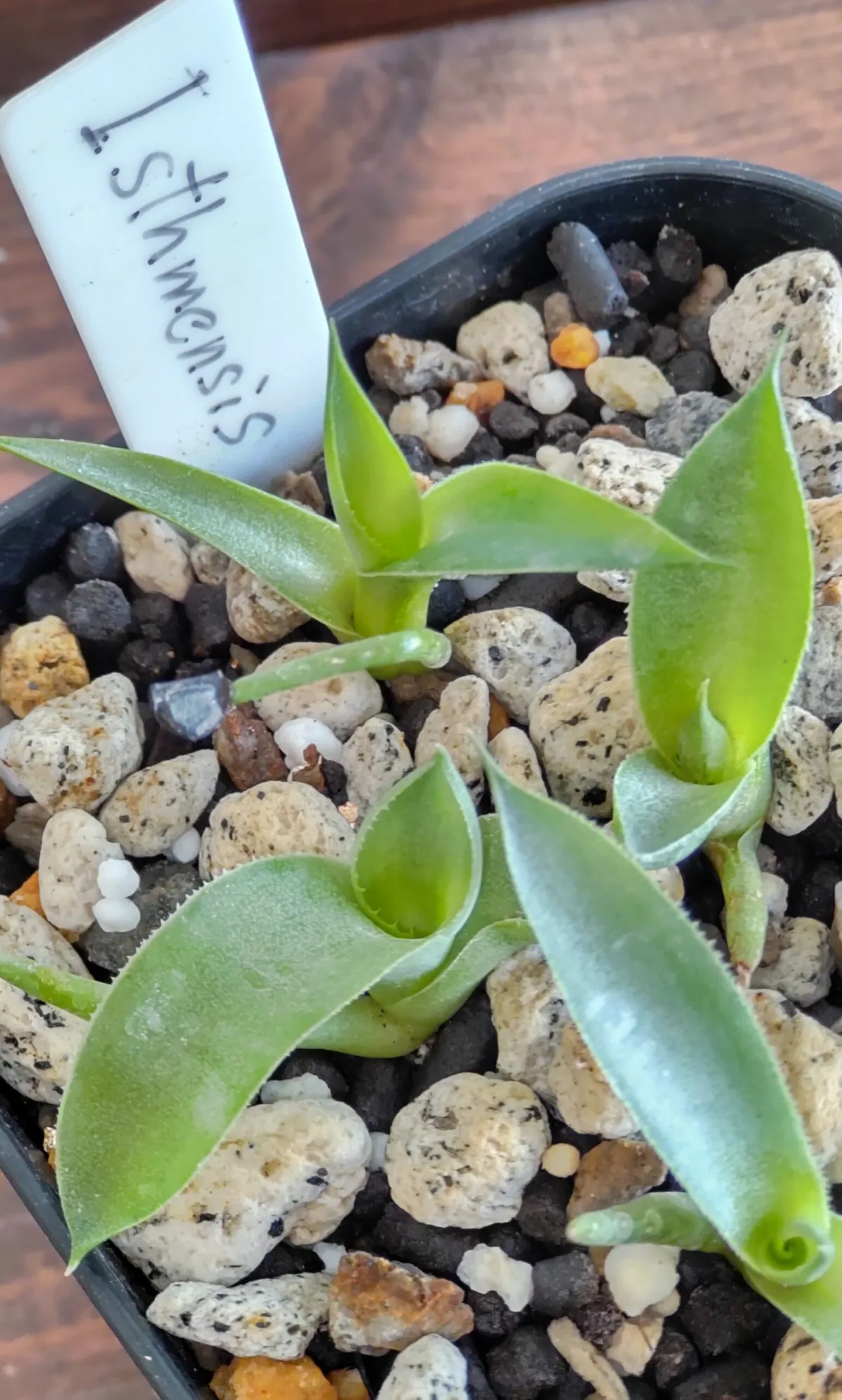 Agave isthmensis (アガベ イシスメンシス)