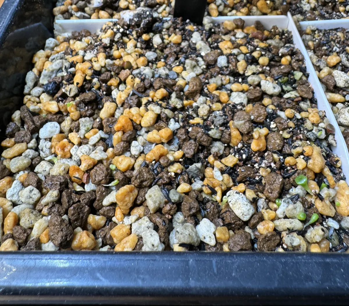 Lithops Mix Seeds (リトープス ミックス)