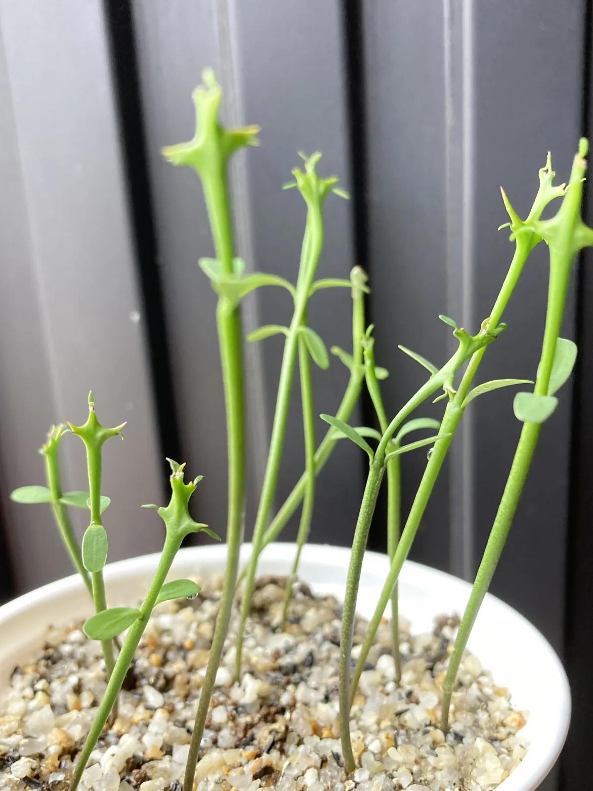 Euphorbia stenoclada (ユーフォルビア ステノクラーダ)
