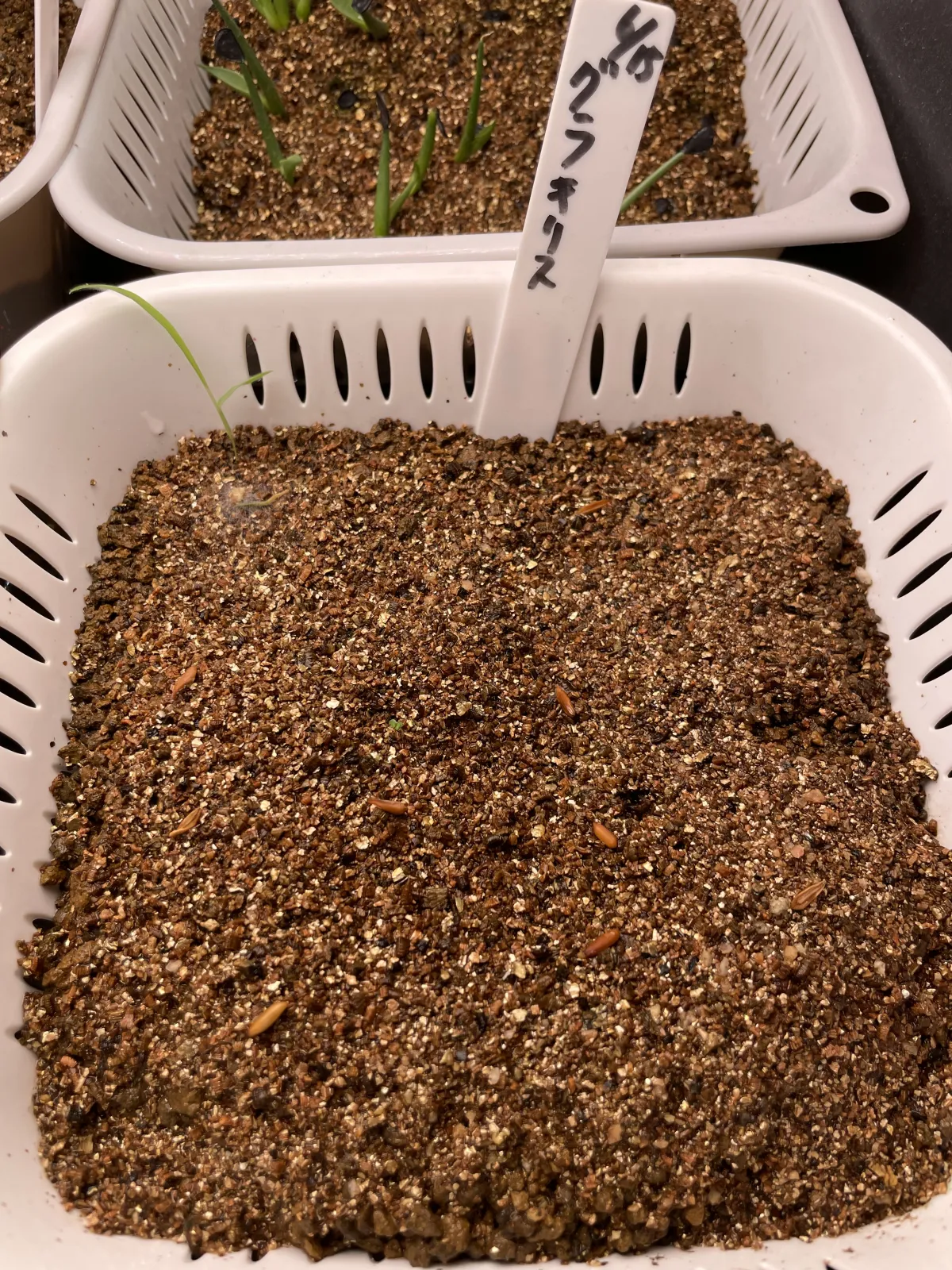 Pachypodium rosulatum var. gracilius ([無料種子] 発芽難 パキポディウム グラキリス　)