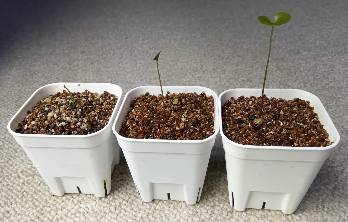Dioscorea elephantipes (ディオスコレア エレファンティペス)